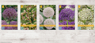 X  250  ALLIUM GROOT