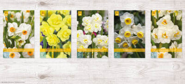 X  200 NARCISSEN POETAZ