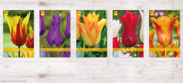 X  350 TULPEN LELIEBLOEMIG