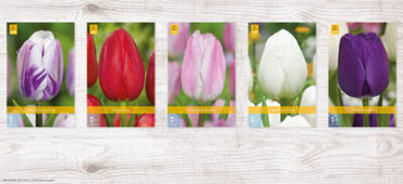 X  350 TULPEN TRIUMPH
