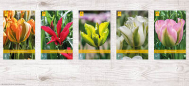 X  350 TULPEN VIRIDIFLORA