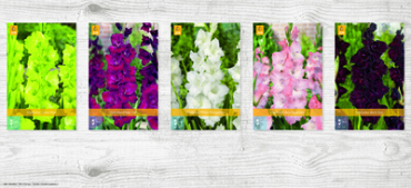 X  400 GLADIOLUS - B