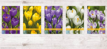 X  1000 CROCUS GROOTBLOEMIG