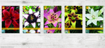 X  100 LILIUM AZIATISCH  VJ