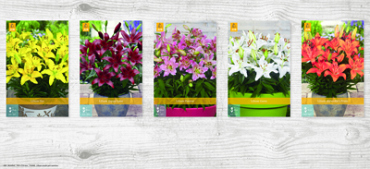 X  100 LILIUM AZIATISCH VOOR POT