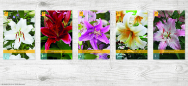 X  100 LILIUM ORIENTAALS VJ