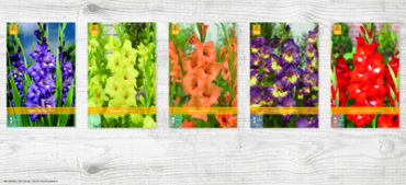 X  300 GLADIOLUS - A