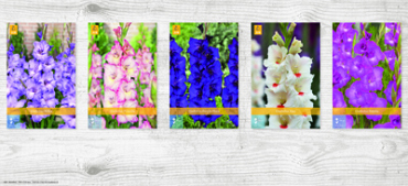 X  300 GLADIOLUS - B