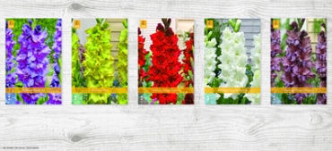 X  400 GLADIOLUS RUFFLED