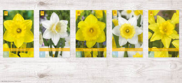 X  200 NARCISSEN TROMPET