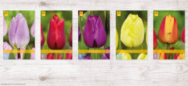 X  350 TULPEN ENKEL VROEG