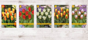 X  350 TULPEN KAUFMANNIANA