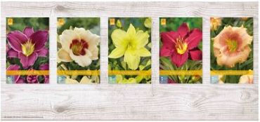 X  75 HEMEROCALLIS KLEINBLOEMIG
