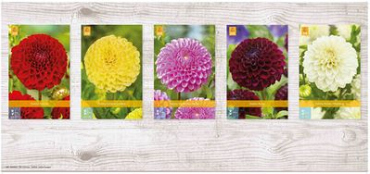 X  75 DAHLIA POMPON