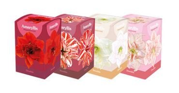 MIXDOOS 24 (4X6) DOOSJES AMARYLLIS DUBBEL