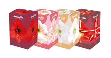 MIXDOOS 24 (4X6) DOOSJES AMARYLLIS ENKEL