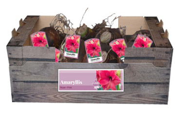 X 20 JUMBO AMARYLLIS ROZE INCL. LABEL