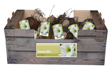 X 20 JUMBO AMARYLLIS WIT INCL. LABEL