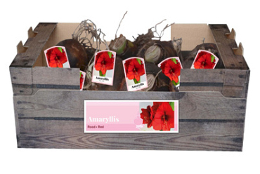 X 30 AMARYLLIS ROOD INCL. LABEL