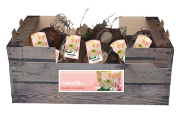 X 30 AMARYLLIS ROZE/WIT INCL. LABEL