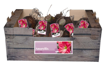 X 30 AMARYLLIS ROZE INCL. LABEL