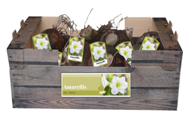 X 30 AMARYLLIS WIT INCL. LABEL