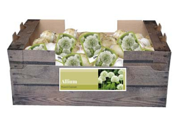 X 40 ALLIUM MOUNT EVEREST INCL. LABEL