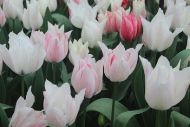 X 100 TULIPA KARATE