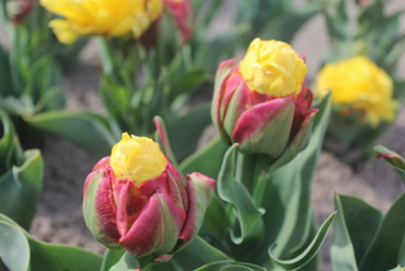 X 100 TULIPA ICE CREAM BANANA