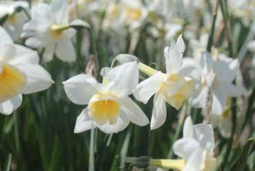 X 100 NARCISSUS SWEET LOVE