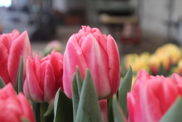 X 100 TULIPA PINK FOXTROT
