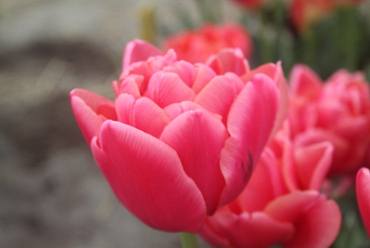 X 100 TULIPA PINK SYMBIOSE