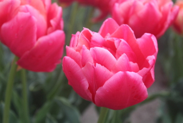 X 100 TULIPA SALMON SYMBIOSE