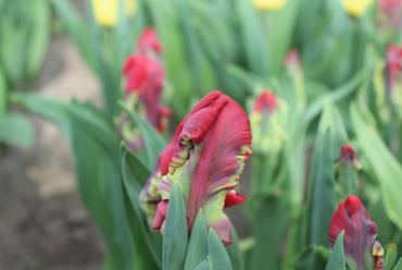X 100 TULIPA SEADOV PARROT