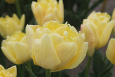 X 100 TULIPA YELLOW SYMBIOSE