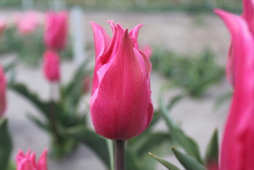 X 100 TULIPA PRETTY LOVE