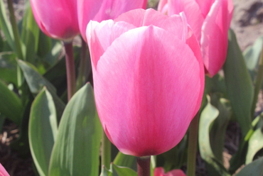 X 100 TULIPA BIG LOVE