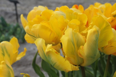 X 100 TULIPA EAGLE WINGS