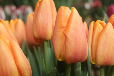 X 100 TULIPA BELLVILLE