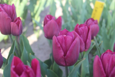 X 100 TULIPA COPEX PURPLE