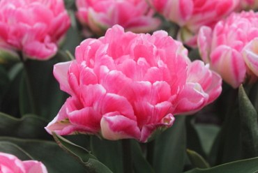 X 100 TULIPA LOVE GAME