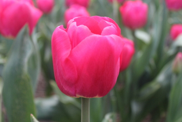 X 100 TULIPA ADELANTE