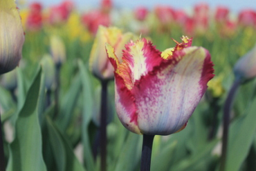 X 100 TULIPA COLOUR FUSION