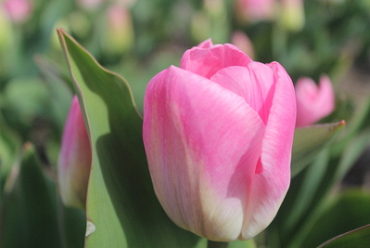 X 100 TULIPA CONTIGO