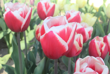 X 100 TULIPA DE DIJK