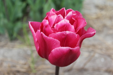X 100 TULIPA ESTATIC