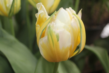 X 100 TULIPA SWEET VALLEY