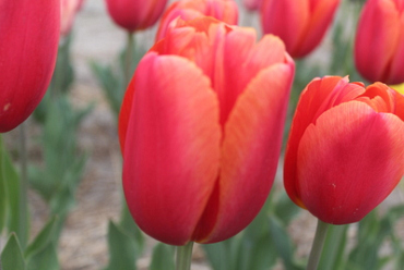 X 100 TULIPA TIME OUT