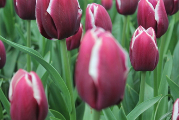 X 100 TULIPA TIRAMISU