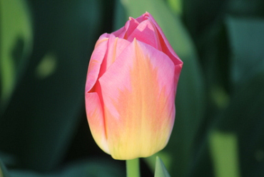 X 100 TULIPA TOM POUCE